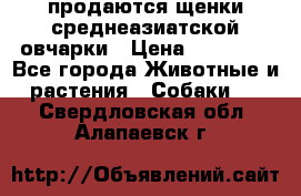 продаются щенки среднеазиатской овчарки › Цена ­ 30 000 - Все города Животные и растения » Собаки   . Свердловская обл.,Алапаевск г.